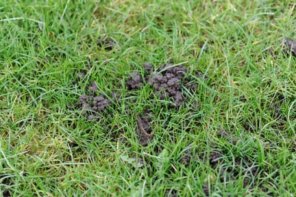Worm casts on lawn