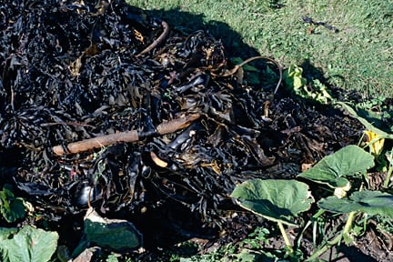 Seaweed makes a good mulch for the vegetable garden. Image: ©www.gardenworldimages.com