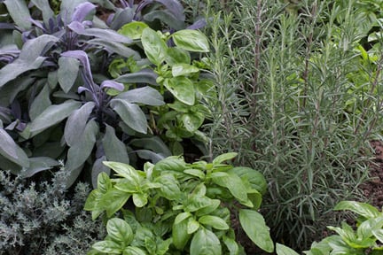 Herbs: growing