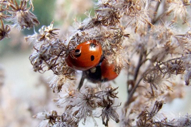 Ladybirds sheltering in seed heads