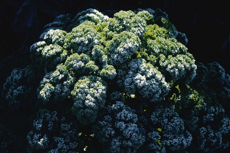 How to grow kale / RHS Gardening