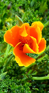 A plant portrait of Eschscholzia californica