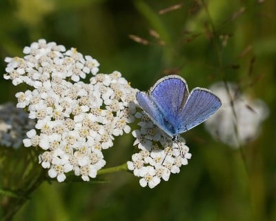 RHS Plants for Pollinators list expands after full review / RHS