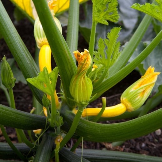 Courgettes and marrows have edible flowers