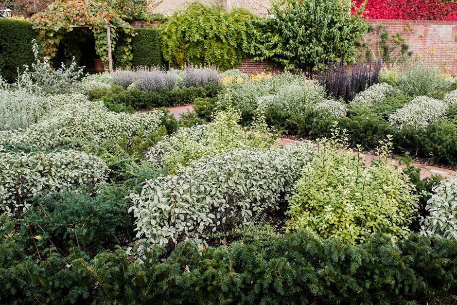 Alternatives to box (Buxus) / RHS Gardening
