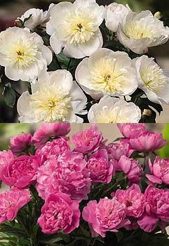 Patio peonies 'Madrid' (top) and 'Rome'