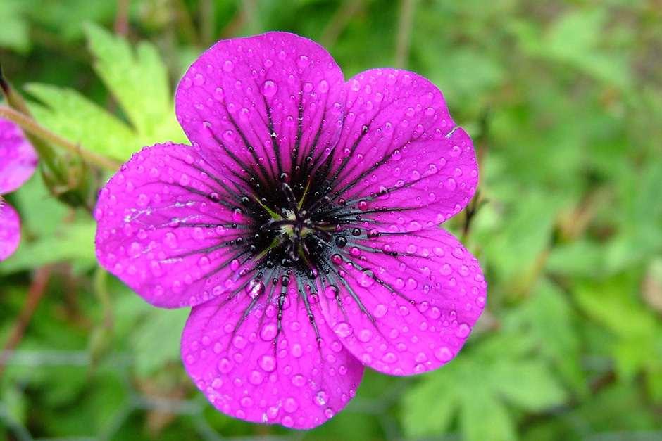 Read the RHS Top 10 hardy geraniums with status / RHS