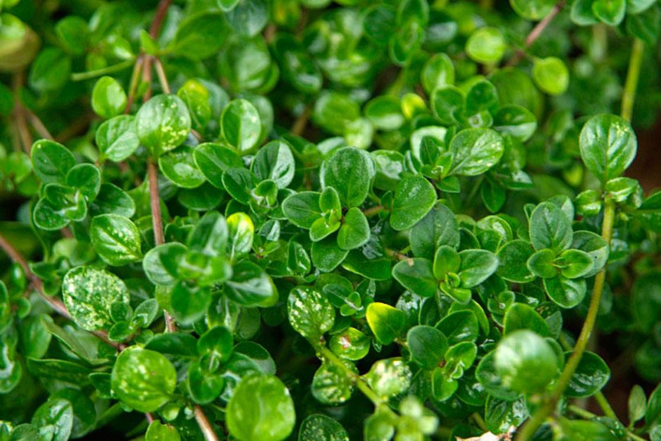 Growing Your Own - gardening advice from RHS on growing thyme / RHS