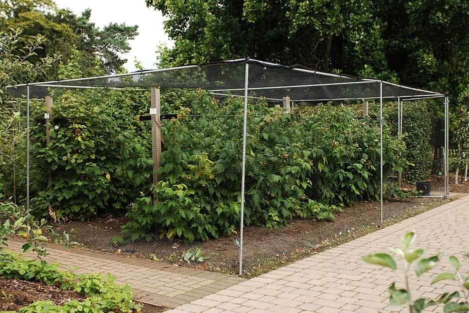 Fruit cages / RHS Gardening