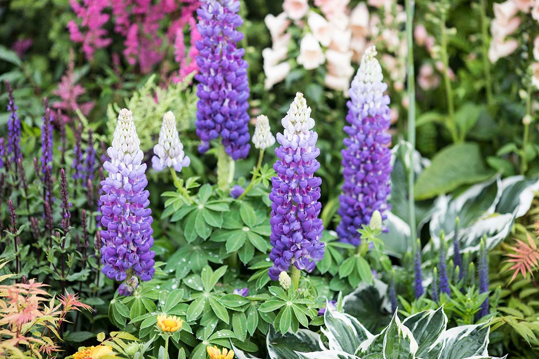 How to grow lupins / RHS