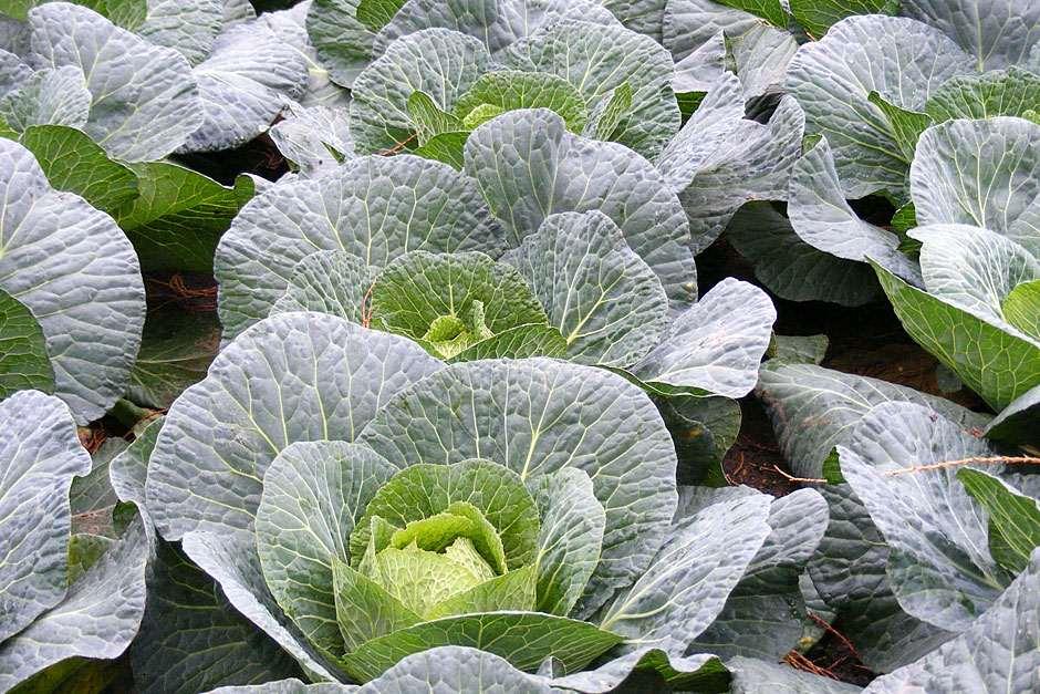 RHS Plant Trials & Awards / RHS Gardening