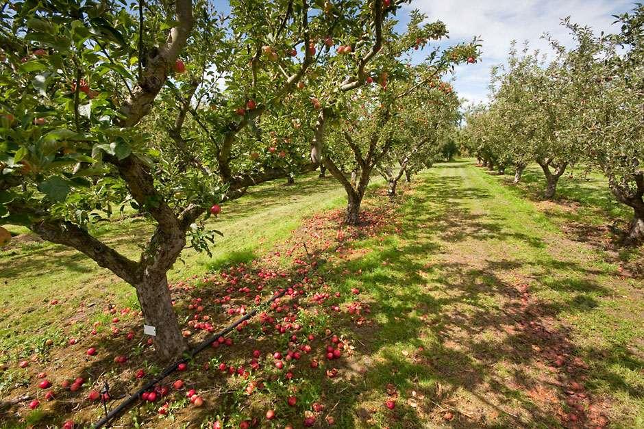 Apple trees shade vs fruit