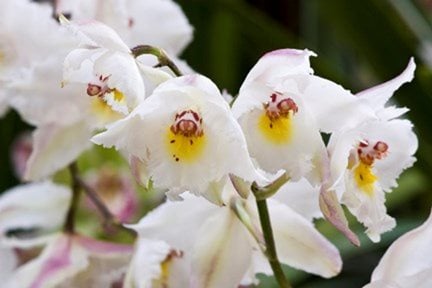 Discover cool growing oncidiums