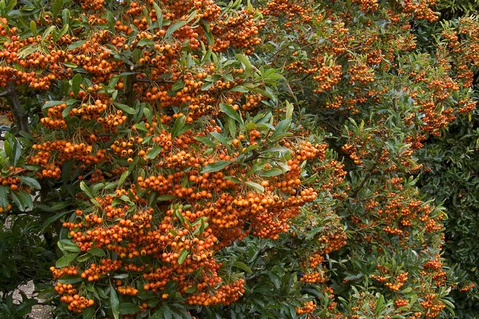 Discover pyracantha