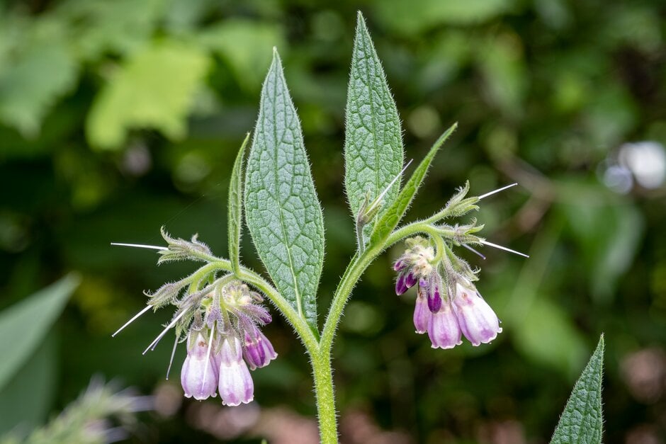 Comfrey 'Bocking 14' Comfrey 'Bocking 14'