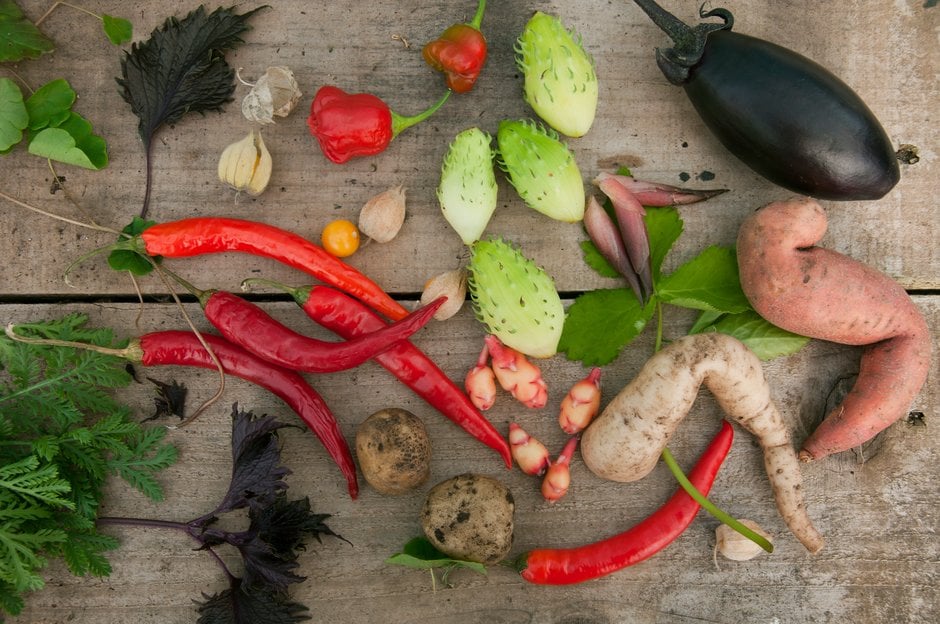 Selection of vegetables that originate from Japan, South America or the Caribbean, grown at Pennard Plants, Somerset Selection of vegetables that originate from Japan, South America or the Caribbean, grown at Pennard Plants, Somerset