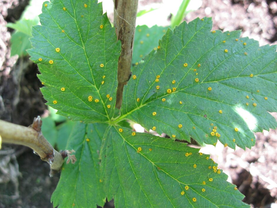 Raspberry rust / RHS Gardening