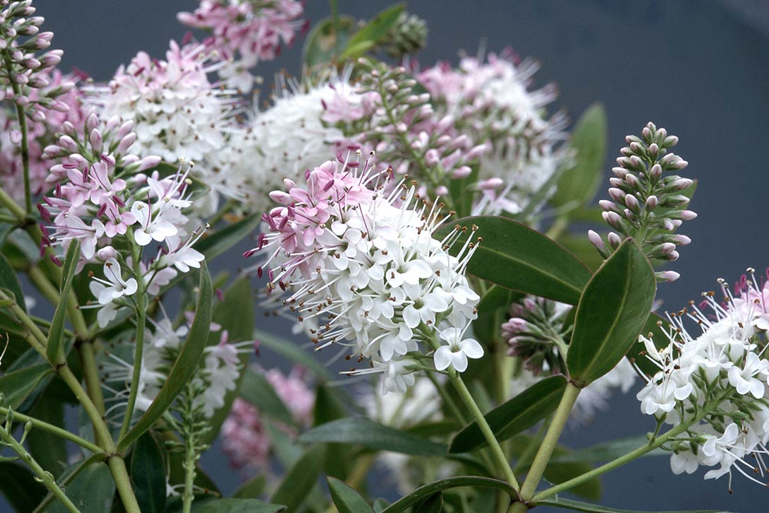 How to grow hebes / RHS Gardening