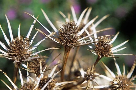 Seedheads are homes for wildlife in winter