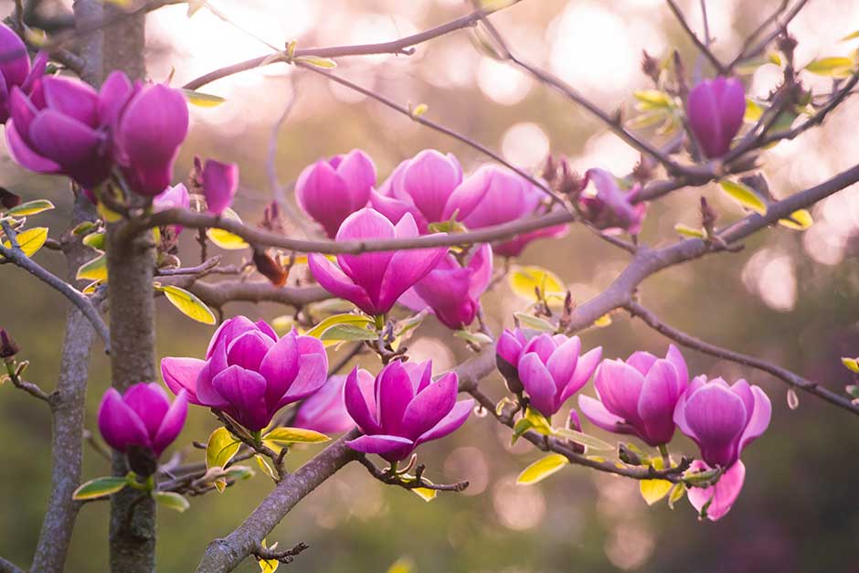 Discover magnolias