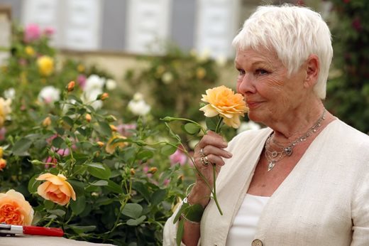 Dame Judy Dench enjoys roses at the RHS Chelsea Flower Show