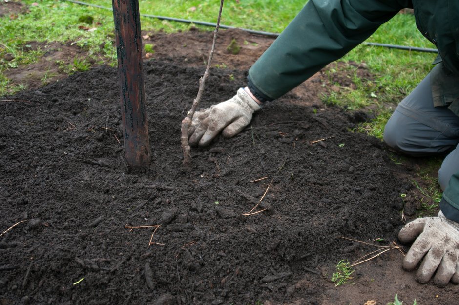 Mulching around a newly planted spindle apple tree
