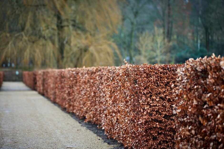 A trimmed beech hedge, like this one at RHS Garden Bridgewater, holds onto its old leaves through winter