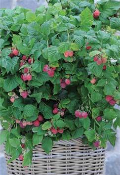 Raspberry 'Ruby Beauty' is the first thornless patio raspberry