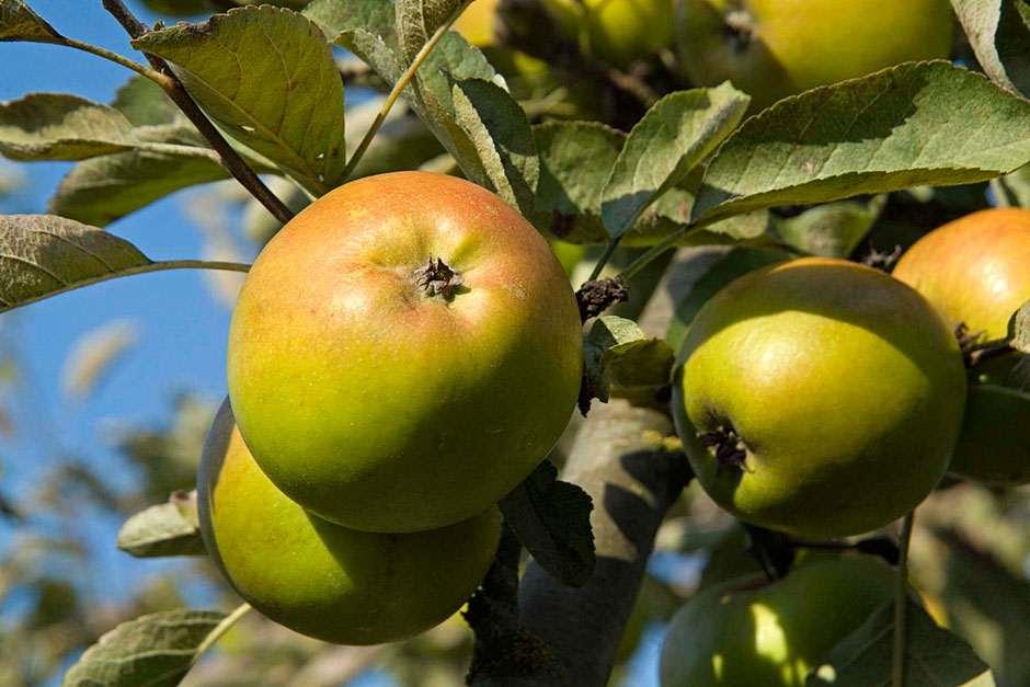 Fruit basics how to grow fruit / RHS Gardening