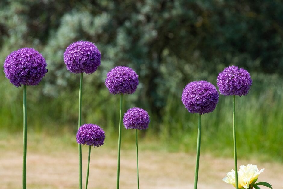 allium 'Gladiator'