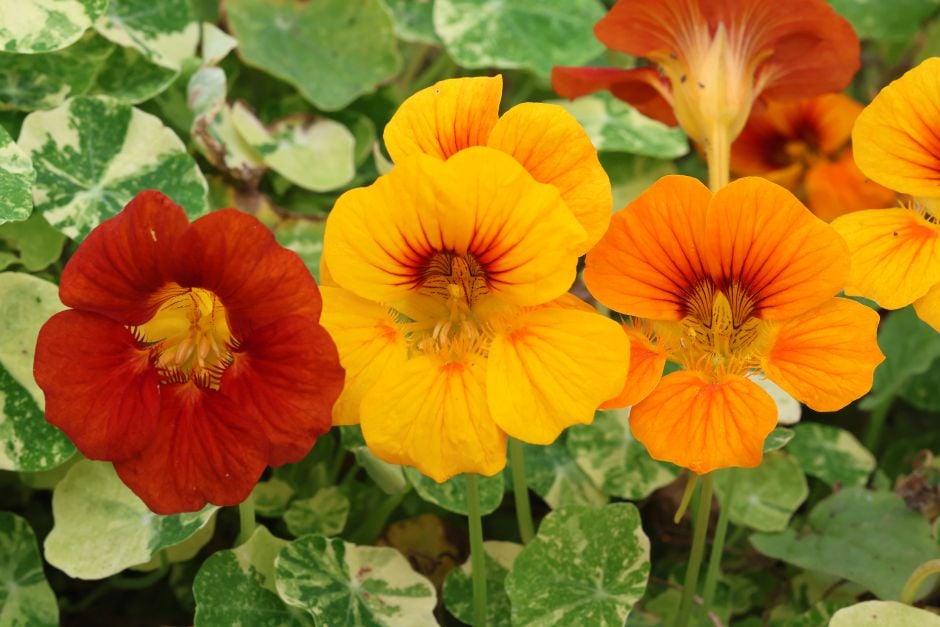 nasturtium Alaska Series