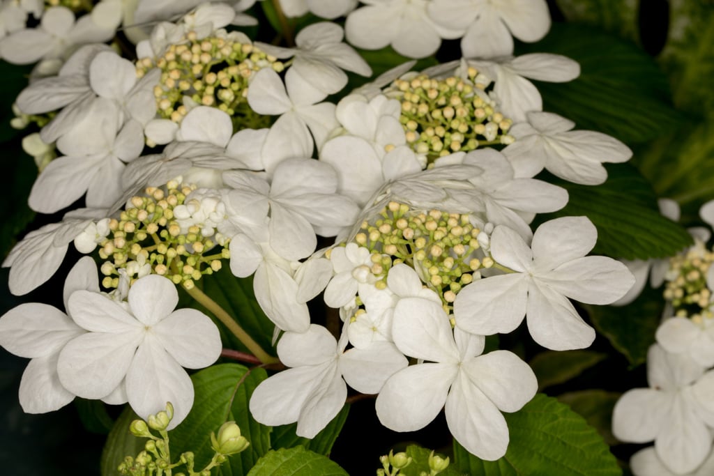 Japanese snowball 'Mariesii'