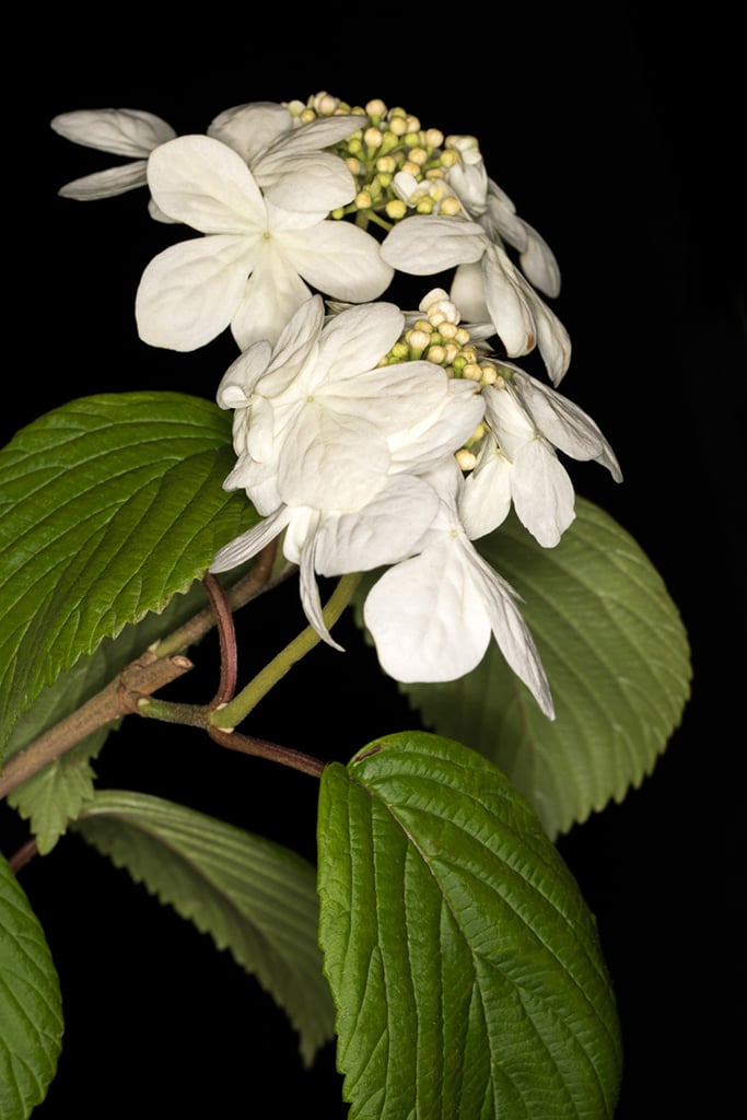 Japanese snowball 'Mariesii'