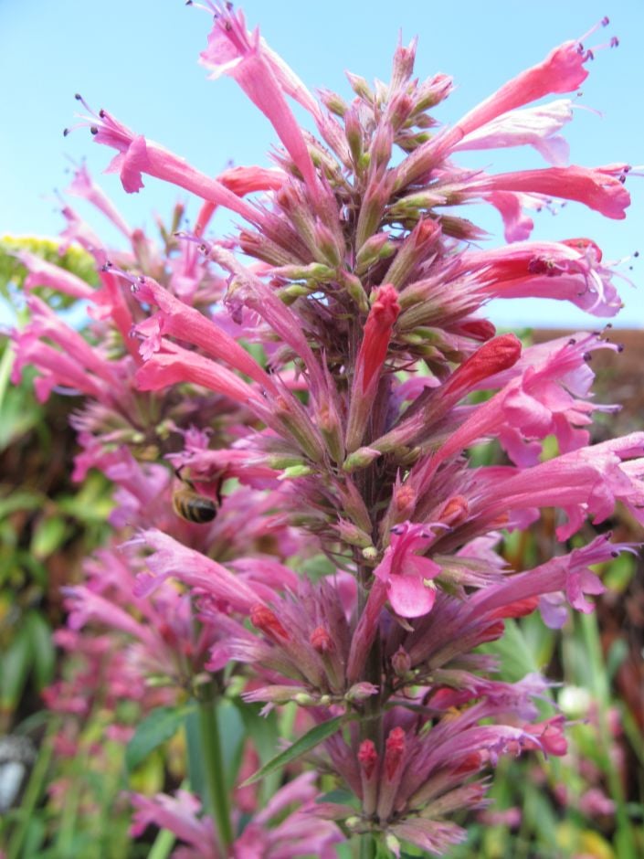 Mexican giant hyssop 'Red Fortune'