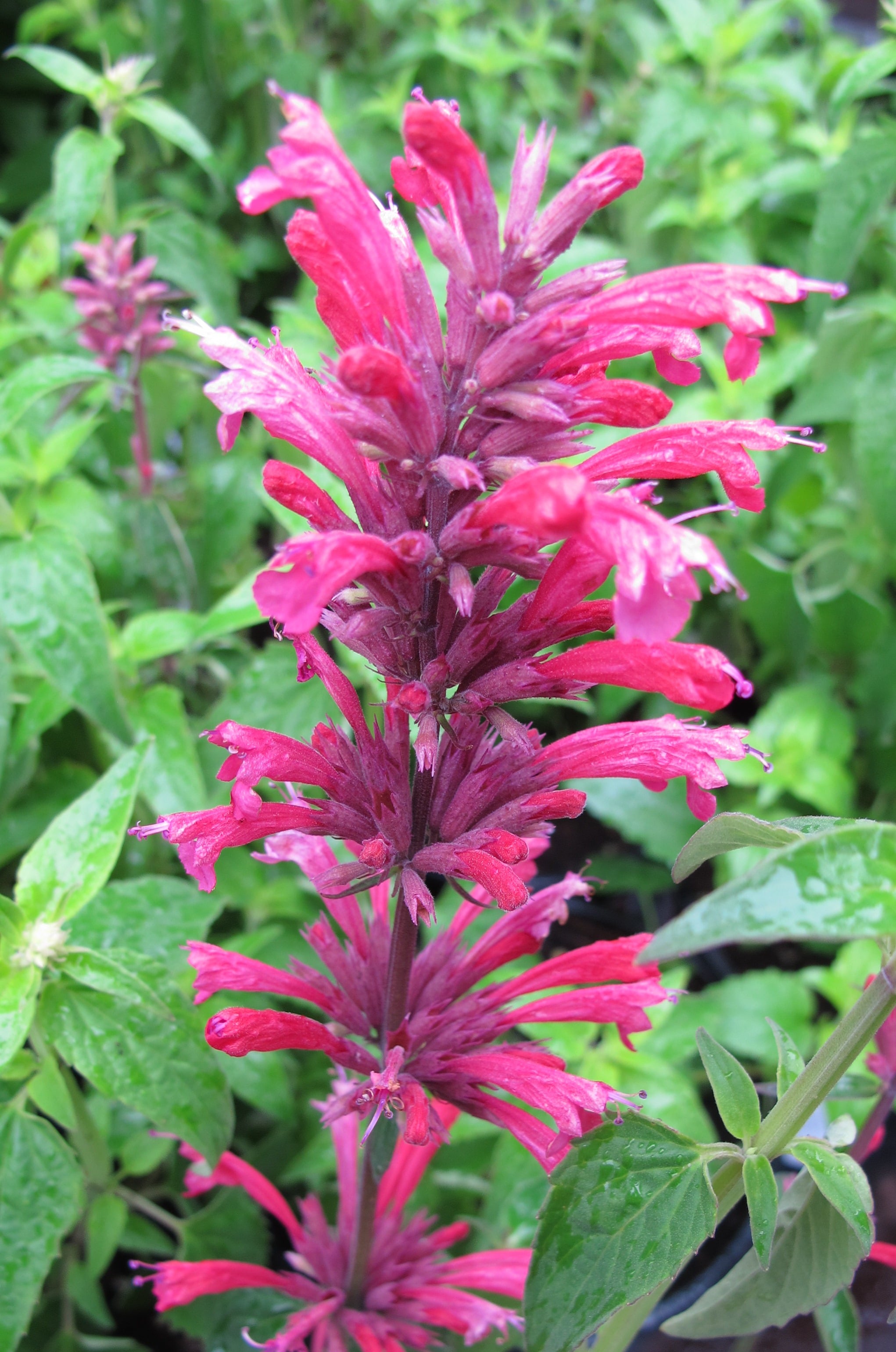Mexican giant hyssop 'Red Fortune'
