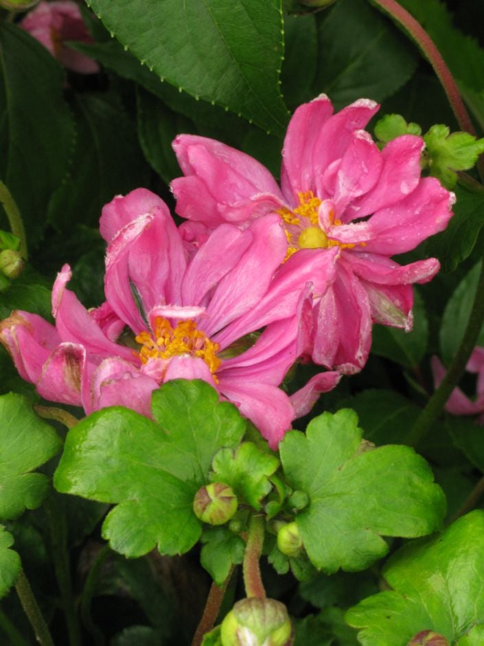 Japanese anemone 'Pamina'