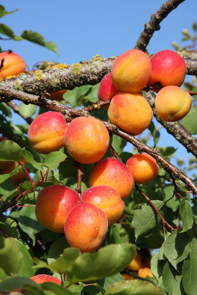 apricot [Flavorcot]