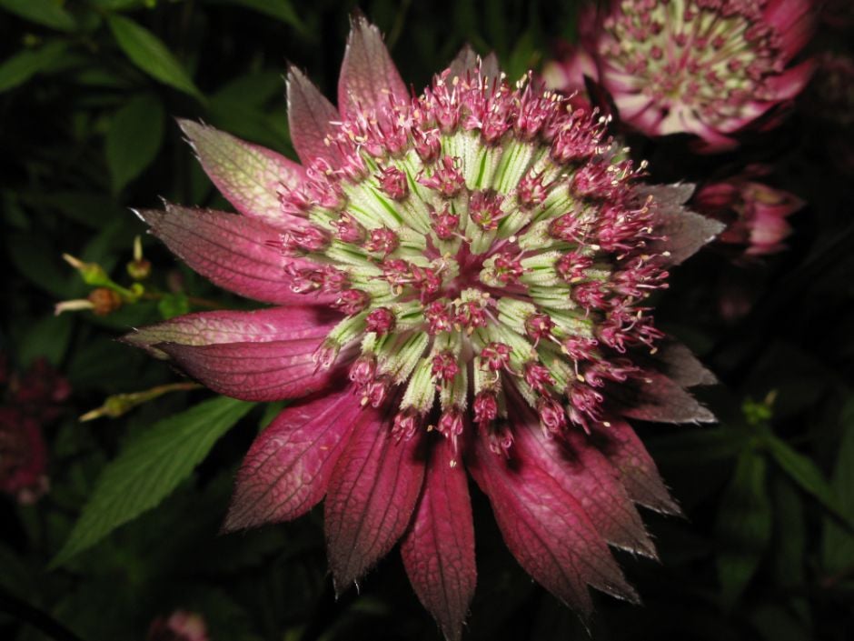 masterwort Gill Richardson Group