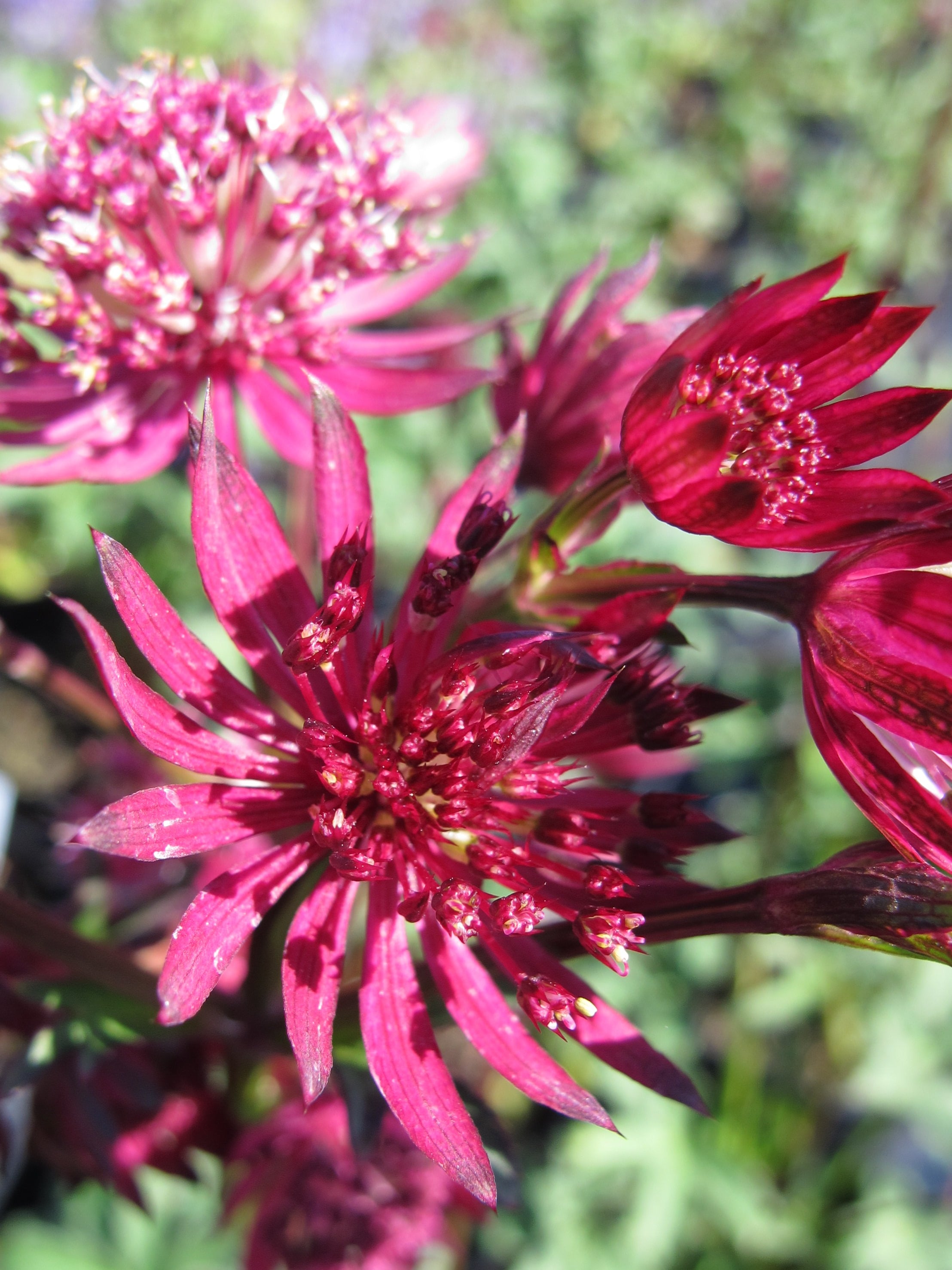 masterwort 'Ruby Star'