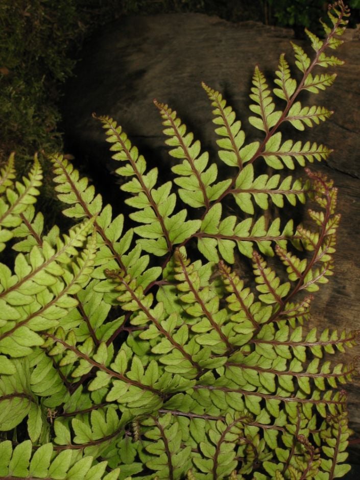 eared lady fern