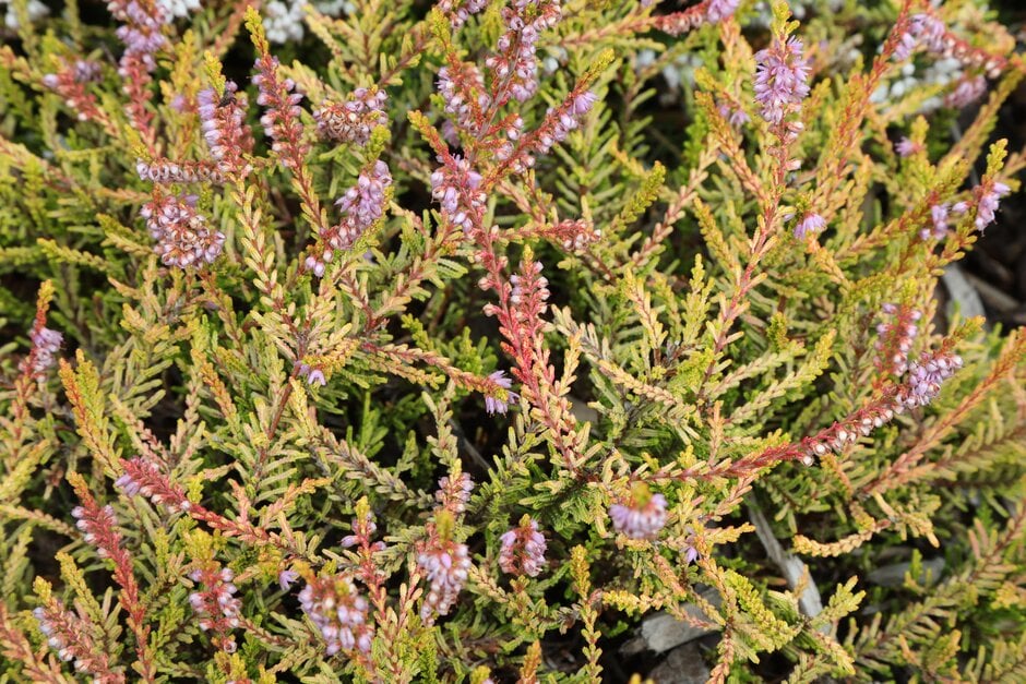 heather 'Robert Chapman'