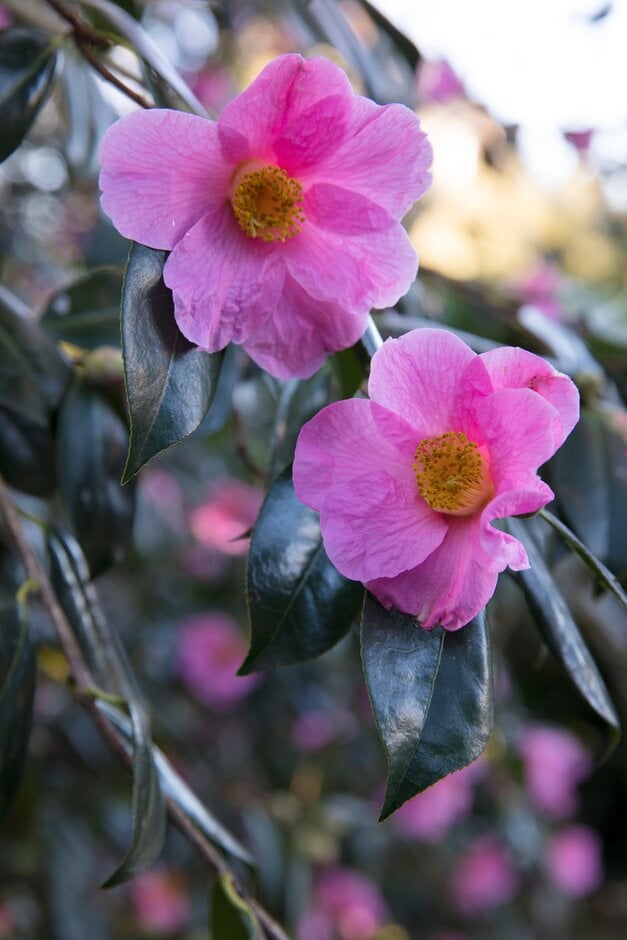camellia 'Saint Ewe'