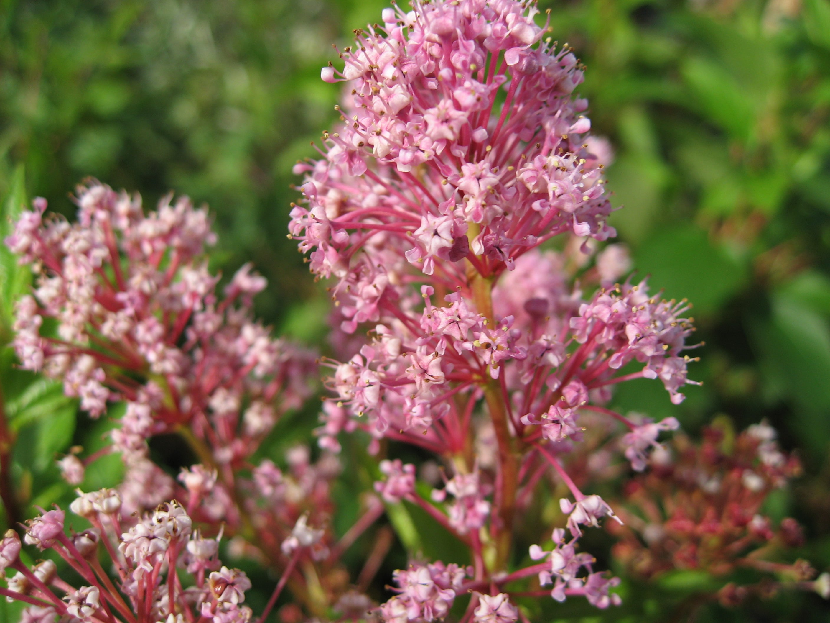 Californian lilac 'Perle Rose'