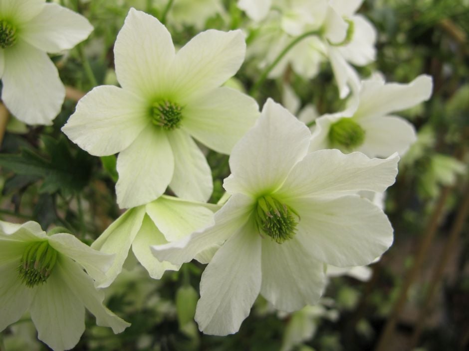 clematis 'Early Sensation'