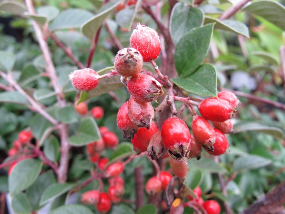Franchet's cotoneaster