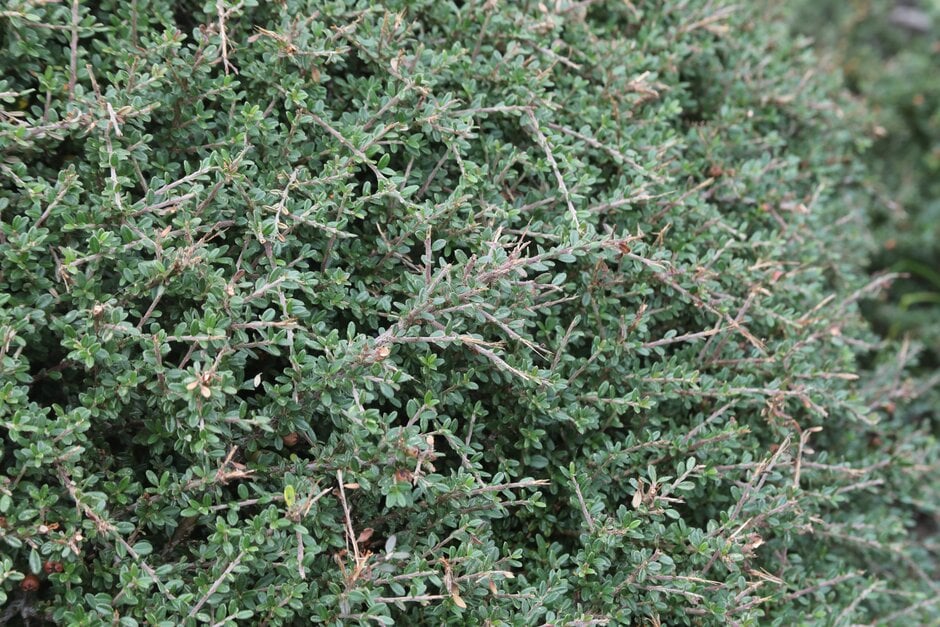 Tibetan cotoneaster 'Decorus'