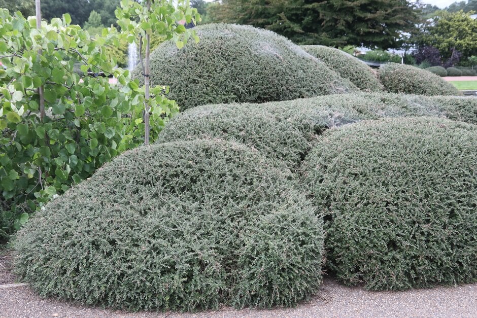 Tibetan cotoneaster 'Decorus'