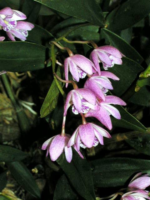 pink rock orchid