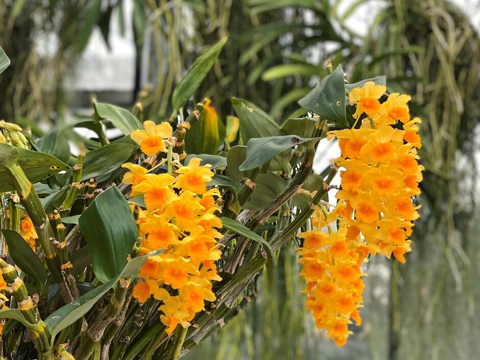 pineapple orchid