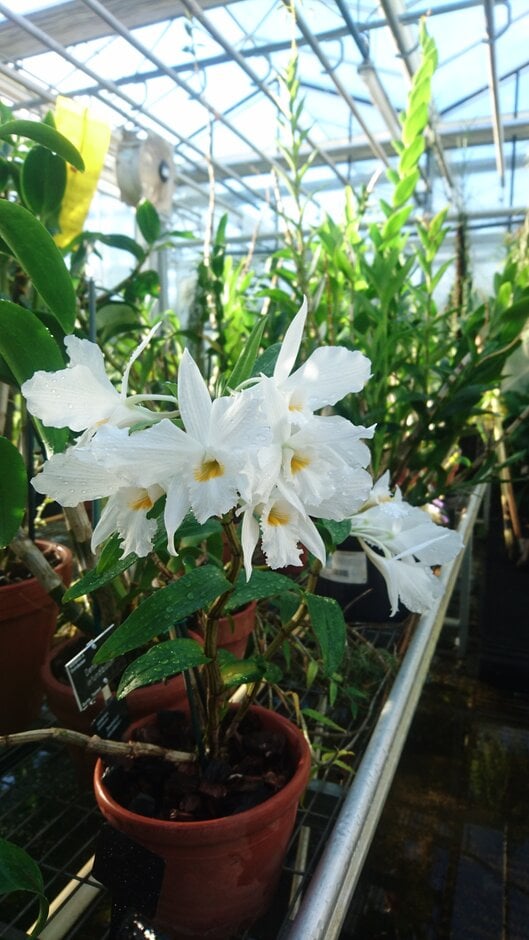 small funnel-lipped dendrobium